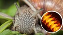 Collage of a vineyard snail eating and a close-up of its rasping tongue (radula)