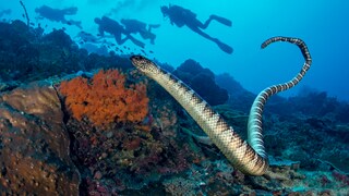 Long Sea Serpent Spotted Next to Divers