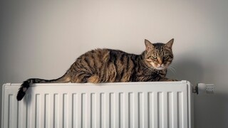 Tabby Cat Lies on Heater