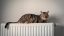Tabby Cat Lies on Heater