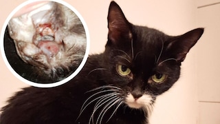Cat Kicia and a Bloody Polyp in the Ear (District)