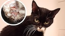 Cat Kicia and a Bloody Polyp in the Ear (District)