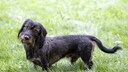 Dachshund Tilts Head in Park