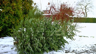 Christmas Tree Set Out for Collection