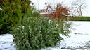 Christmas Tree Set Out for Collection