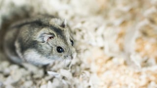 Hamster in Wood Shavings