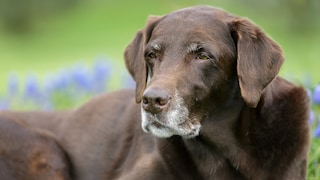 Old Brown Labrador