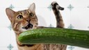 Confused Cat Confronted with a Cucumber