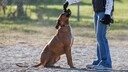 Dog in Obedience Training