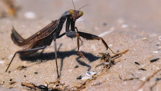 Praying Mantis