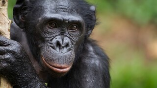 Bonbo looks into the camera