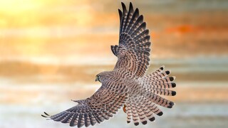 Kestrel in Flight