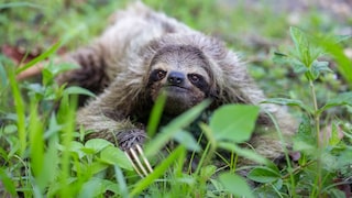 Sloth on the Ground During Bathroom Break