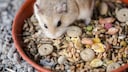 Roborovski dwarf hamster on a food dish with a grain mix
