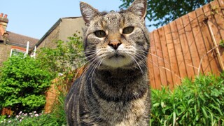 Cat in the City Garden