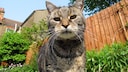 Cat in the City Garden