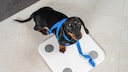 Dachshund on Scale with Measuring Tape