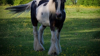 Drum Horse (stock image)