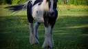 Drum Horse (stock image)