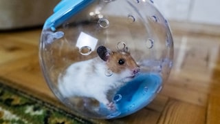 Hamster in a Hamster Ball