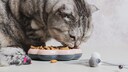 Gray tabby cat eats with a toy mouse next to the food bowl