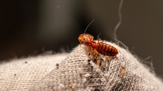 Bedbugs hide in the corner of the mattress