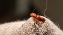 Bedbugs hide in the corner of the mattress