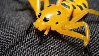 Close-up of the Eight-Spotted Crab Spider (Platythomisus octomaculatus)