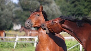 Horse Bites Horse