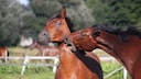 Horse Bites Horse