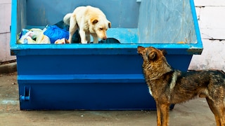 Dogs are often seen rummaging through trash. In Catania, a four-legged friend reportedly even deposited trash intentionally—though likely not of its own accord (stock photo).