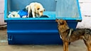 Dogs are often seen rummaging through trash. In Catania, a four-legged friend reportedly even deposited trash intentionally—though likely not of its own accord (stock photo).