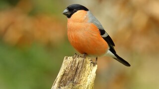 A Bullfinch on a Piece of Deadwood