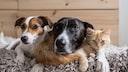 Two dogs and a cat sit together