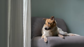 Australian Cattle Dog Looks Out the Window
