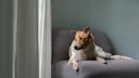 Australian Cattle Dog Looks Out the Window