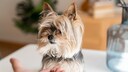 Yorkshire Terrier in Training With Treats