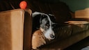 Dog Looks Sad