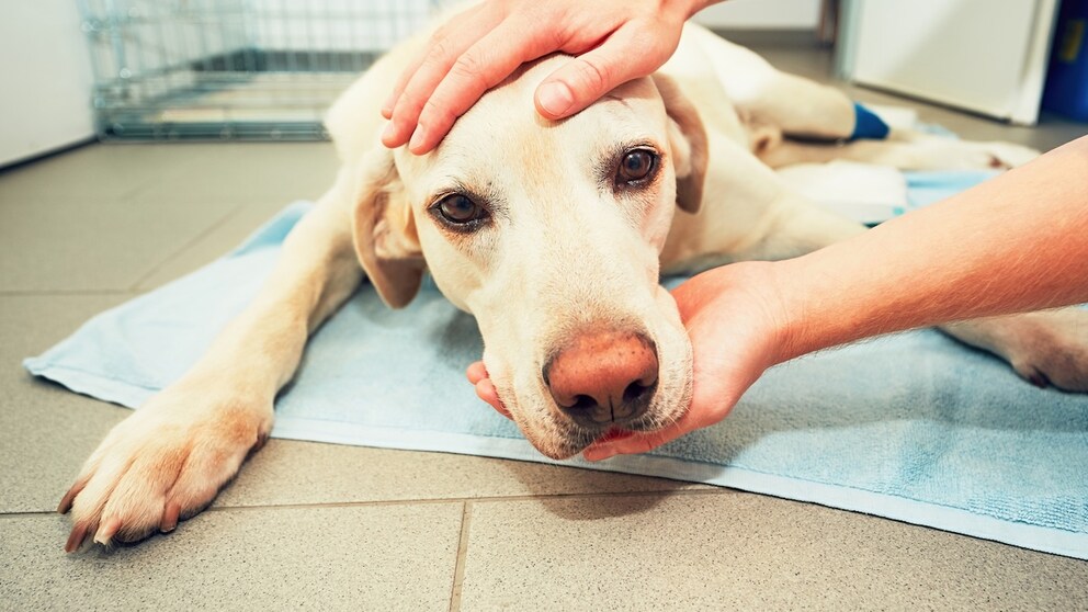 Dog on Surgical Pad at the Veterinarian