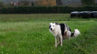 Border collie does its business on the meadow
