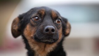 Dog That Looks Anxious
