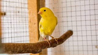 A canary sits in a spacious aviary.