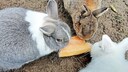 Three rabbits nibble on a hard piece of bread.