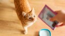 Cat Sniffs Unenthusiastically at a Food Pouch Held by Its Owner