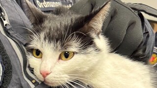 Shila, the fare-dodging cat, in the arms of a municipal officer