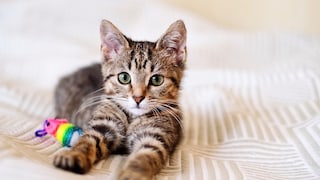 Kitten Lies on Bed with Toy