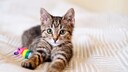 Kitten Lies on Bed with Toy