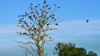 Crows in a Tree