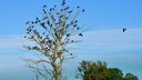 Crows in a Tree