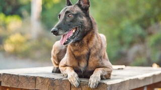 Belgian Malinois Lies on Wooden Table